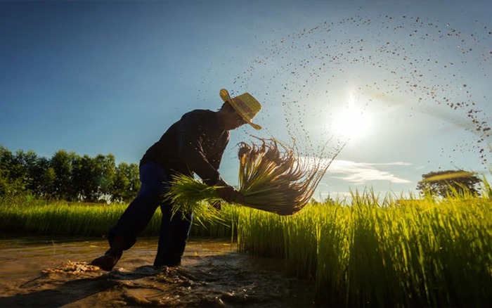 'Cơn ác mộng' mới của ngành gạo Thái Lan: 5,4 triệu tấn lúa có nguy cơ biến mất, thiệt hại gần 2 tỷ USD- Ảnh 1.