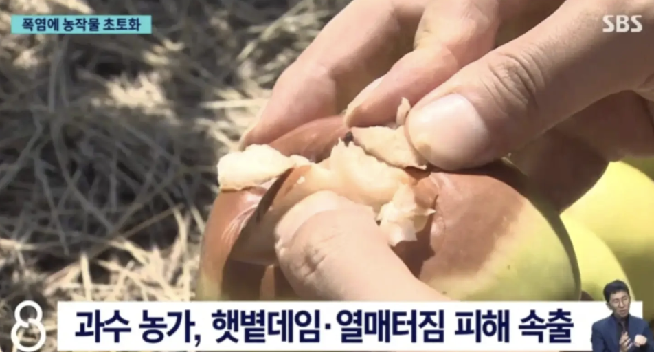 Nắng nóng kỷ lục kéo dài khiến khoai tây Hàn Quốc bị "luộc chín" ngay trên ruộng, bắp cải cũng cháy lá- Ảnh 4. Nắng nóng kỷ lục kéo dài khiến khoai tây Hàn Quốc bị "luộc chín" ngay trên ruộng, bắp cải cũng cháy lá- Ảnh 4.