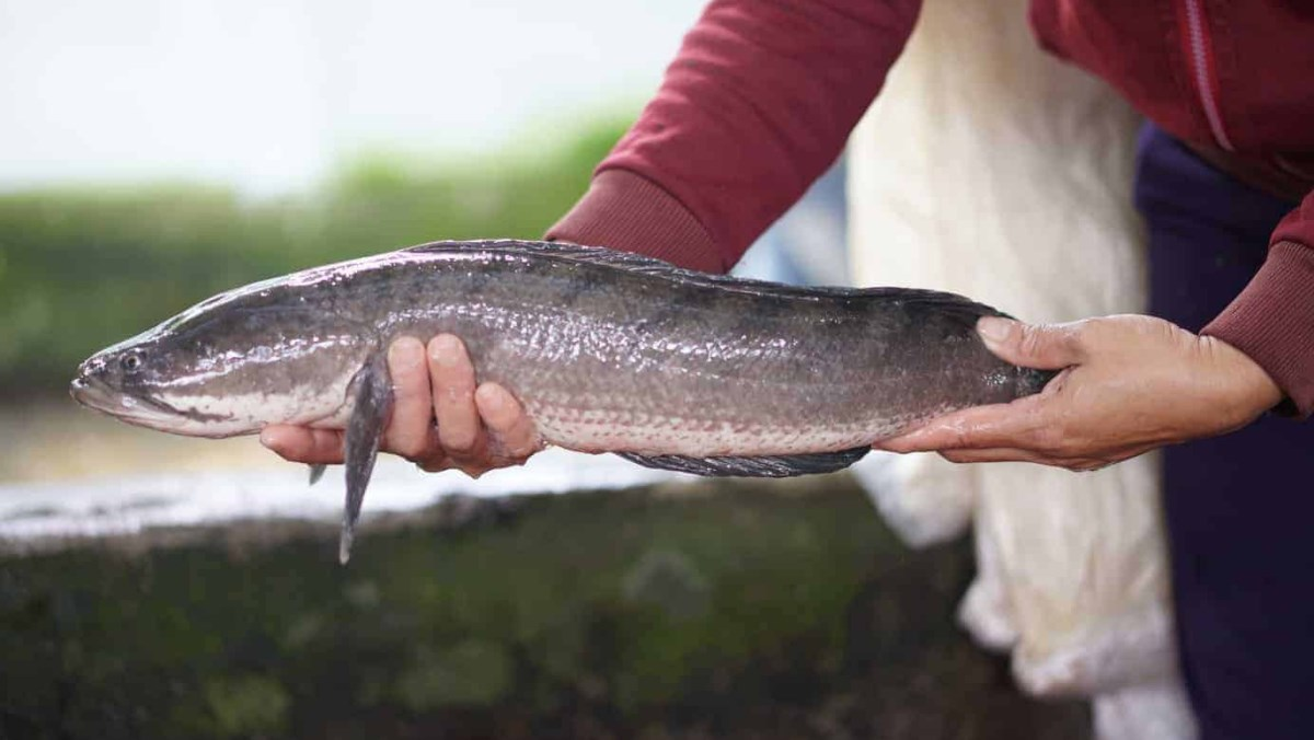 5 loại cá ngon, bổ ngang cá ngoại nhưng chỉ rẻ bằng 1 nửa, rất sẵn ở chợ Việt - Ảnh 2. 5 loại cá ngon, bổ ngang cá ngoại nhưng chỉ rẻ bằng 1 nửa, rất sẵn ở chợ Việt - Ảnh 2.