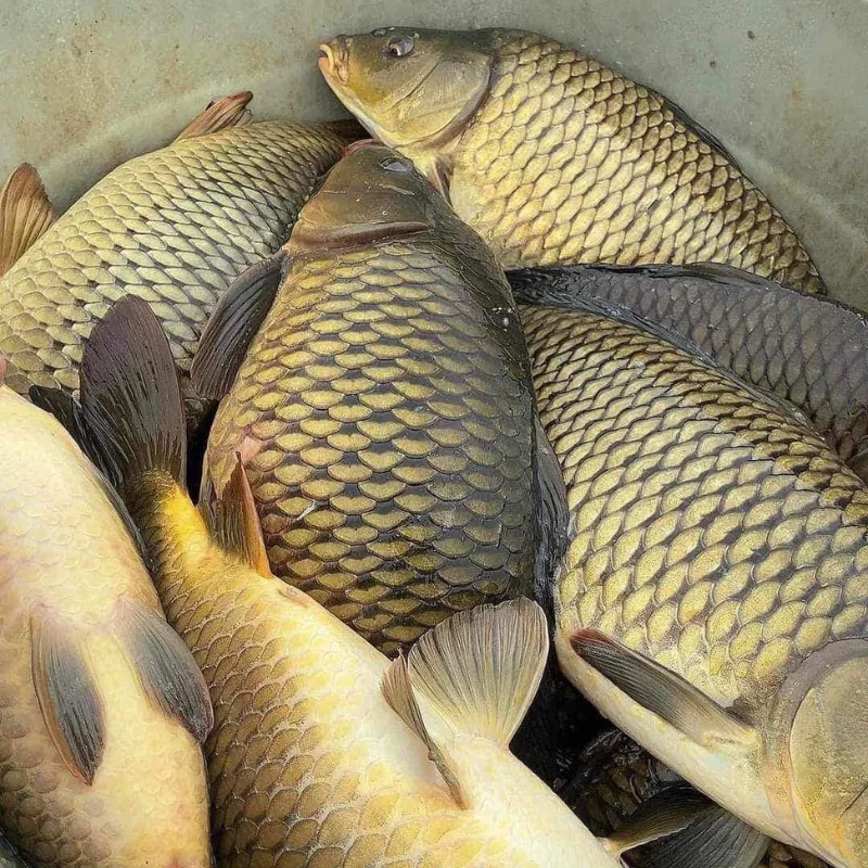 5 loại cá ngon, bổ ngang cá ngoại nhưng chỉ rẻ bằng 1 nửa, rất sẵn ở chợ Việt - Ảnh 7.