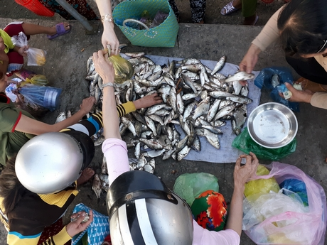5 loại cá ngon, bổ ngang cá ngoại nhưng chỉ rẻ bằng 1 nửa, rất sẵn ở chợ Việt - Ảnh 10.