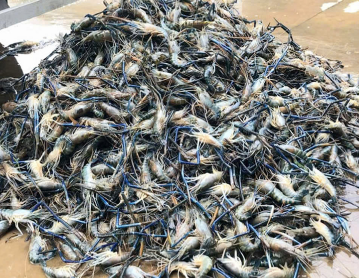 Nông dân miền Tây dùng nguyên liệu bất ngờ để vỗ béo tôm càng xanh- Ảnh 2.