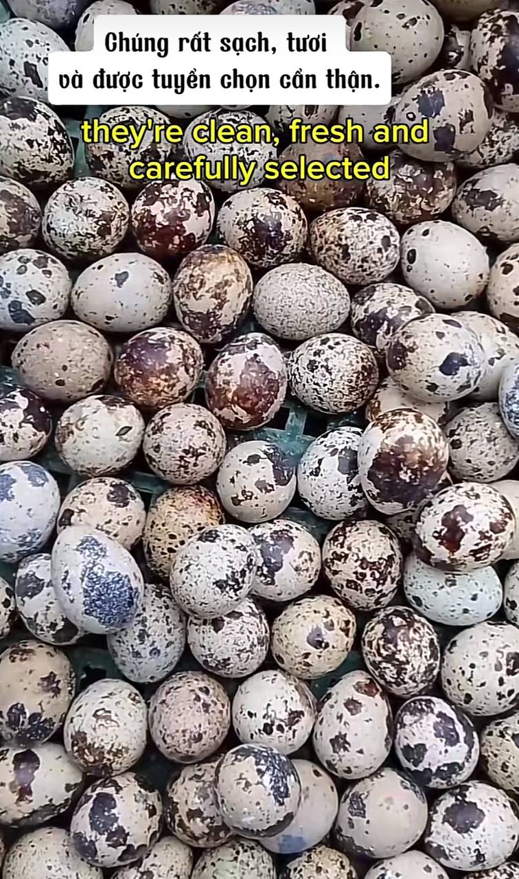 Cô gái bán trứng cút 45.000 đồng/kg nói tiếng Anh như gió, dân mạng thốt lên: “Thị trường lao động khốc liệt quá!”- Ảnh 2.