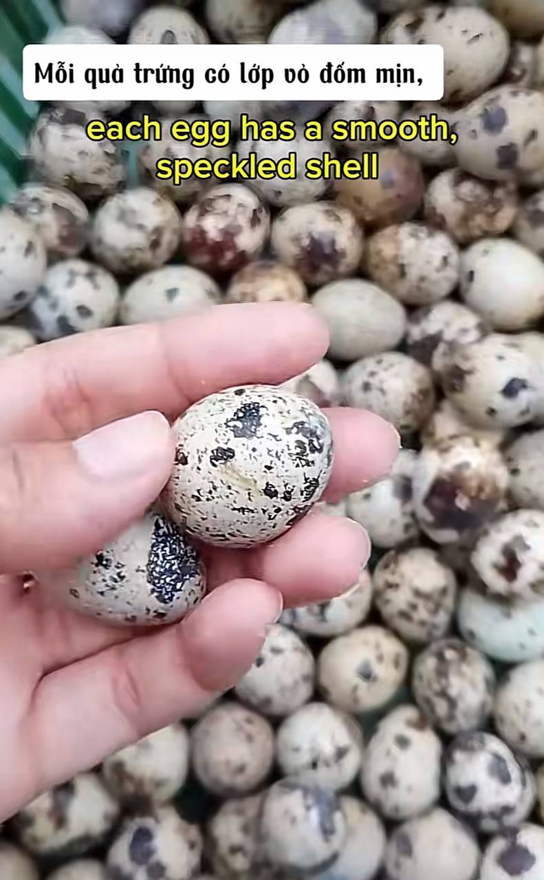 Cô gái bán trứng cút 45.000 đồng/kg nói tiếng Anh như gió, dân mạng thốt lên: “Thị trường lao động khốc liệt quá!”- Ảnh 4.