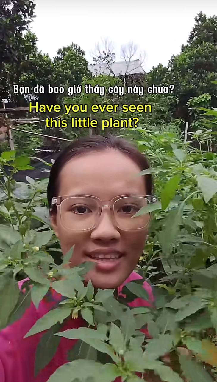 Cô gái bán trứng cút 45.000 đồng/kg nói tiếng Anh như gió, dân mạng thốt lên: “Thị trường lao động khốc liệt quá!”- Ảnh 10.