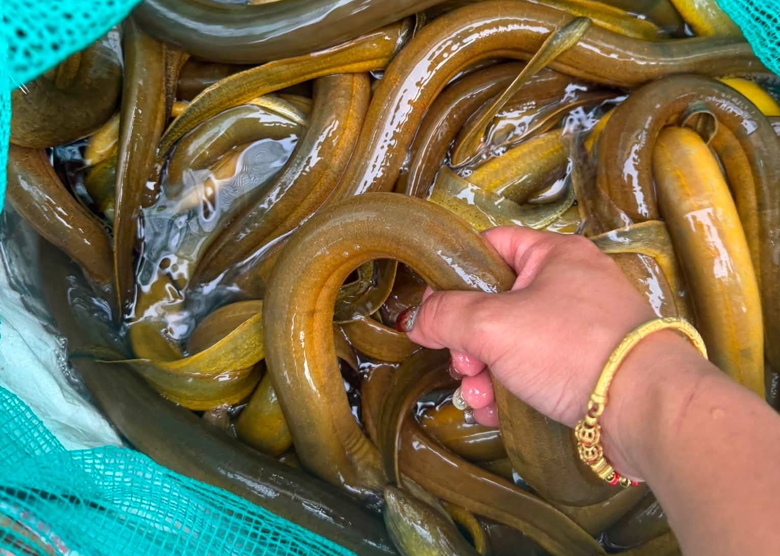 Chủ cửa hàng thủy sản 20 năm nói thẳng: 4 loại lươn chỉ người "dại" mới bỏ tiền mua- Ảnh 4.