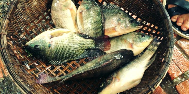 1 loại cá ngay cả người bán cũng không ai dám ăn- Ảnh 2.