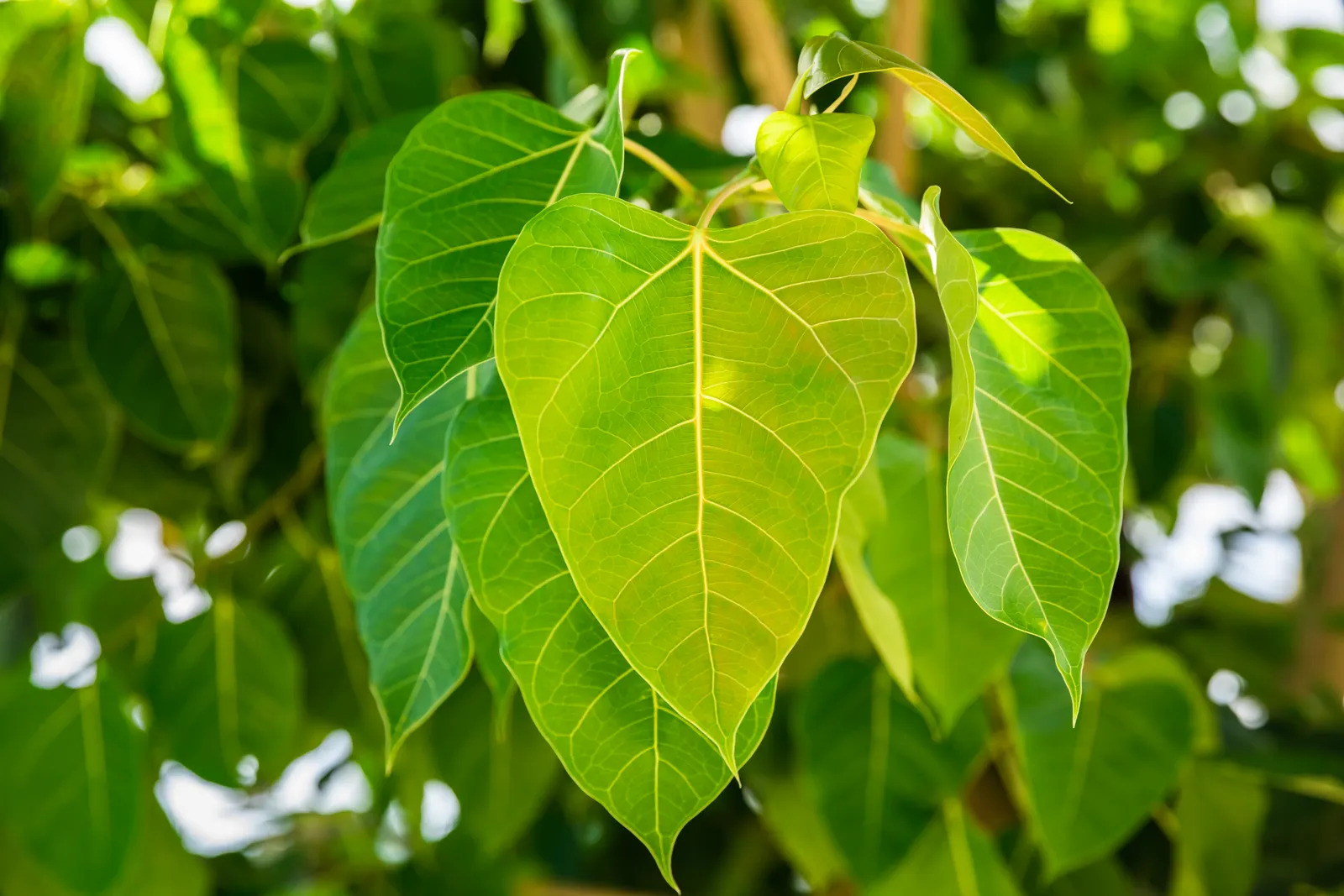 7 loại cây đừng trồng trong nhà: Dễ mang vận xui, có loại mang độc tính - Ảnh 7.