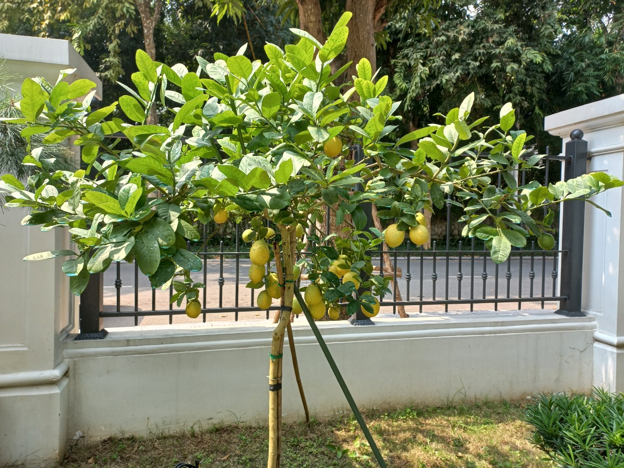 5 lý do nhất định phải trồng một cây chanh trong nhà - Ảnh 1.