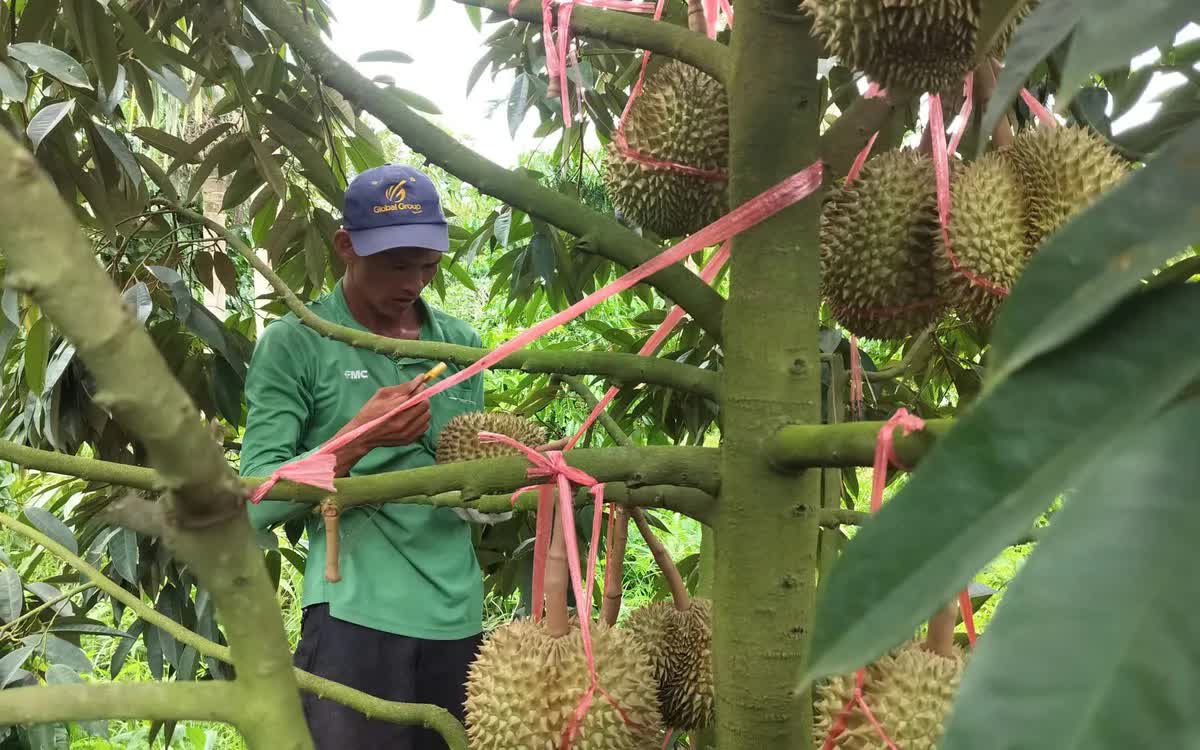 Tỉnh Đắk Lắk mở rộng vùng trồng sầu riêng đạt chuẩn xuất khẩu chính ngạch sang Trung Quốc - Ảnh 1.