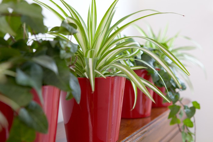 4 lý do vì sao nên trồng cây dây nhện bên cửa sổ - Ảnh 1.