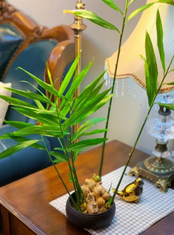 Gừng được nhiều người trồng trong nhà vì lý do này - Ảnh 1.