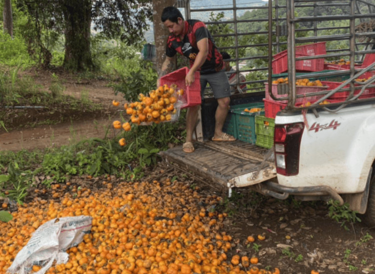 Không phải sầu riêng, Thái Lan bất ngờ gặp khó với loại quả Việt Nam trồng rất nhiều: Giá chỉ 4.000 đồng/kg, người dân để mặc thối rữa - Ảnh 1.