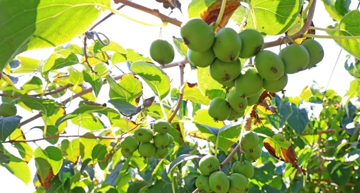 Mọc dại ở châu Á, loại quả này khiến giới khoa học chú ý vì khả năng chống ung thư - Ảnh 1.