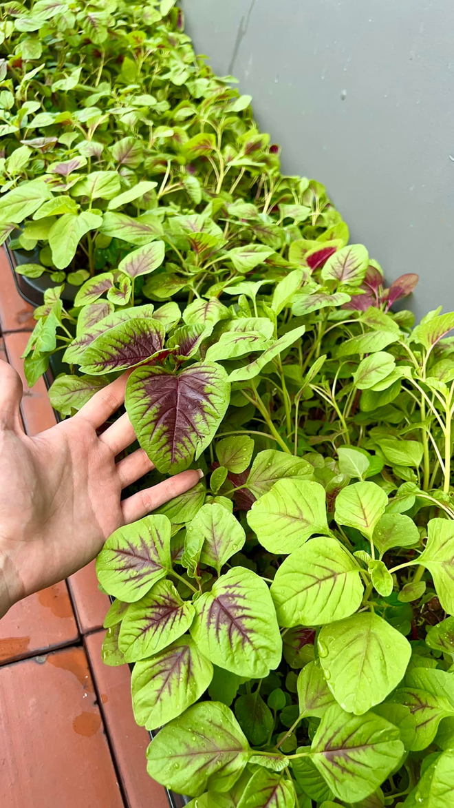 Khu vườn ở TP.HCM của Diệp Bảo Ngọc - Ảnh 14.