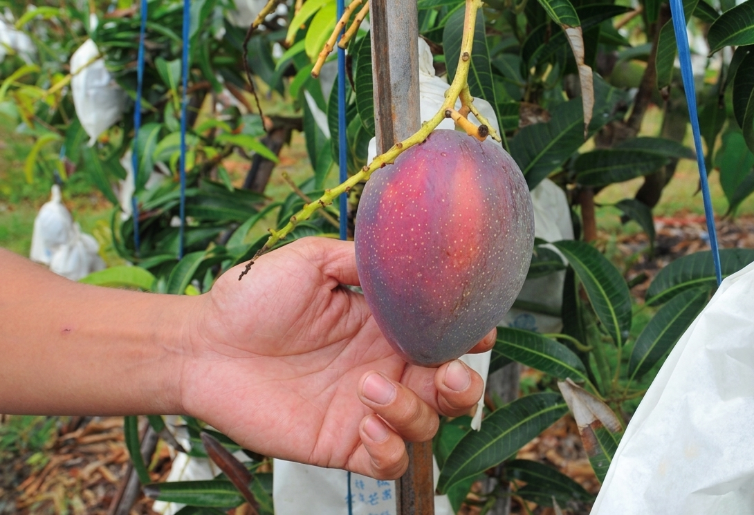 Bỏ việc về quê bán hoa quả, 1 tháng bán được 15 tấn xoài, thu nhập cao hơn lương văn phòng- Ảnh 2.