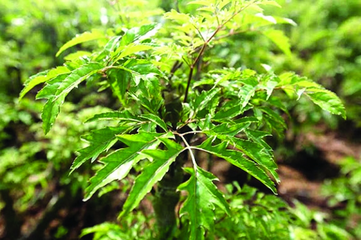 Tin vui cho những người thích dùng lá đinh lăng!- Ảnh 1.