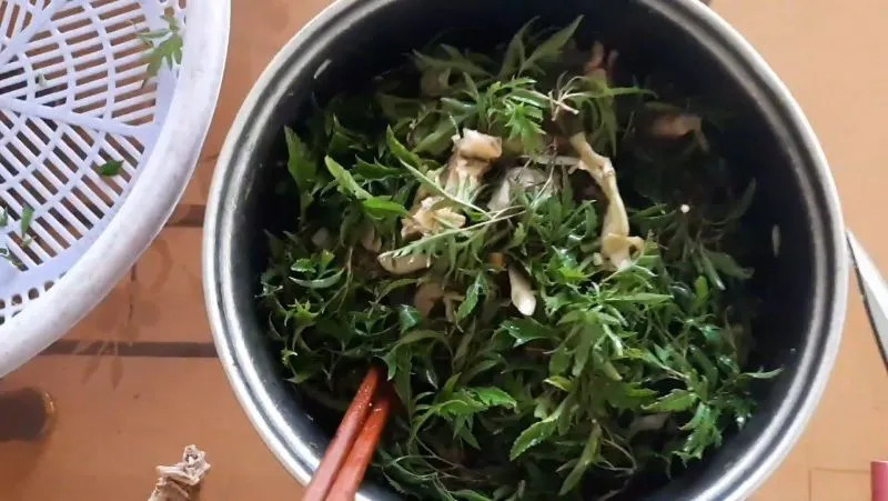 Tin vui cho những người thích dùng lá đinh lăng!- Ảnh 2.