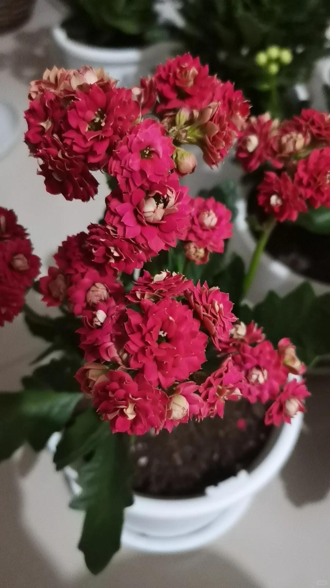Cây hoa trường thọ mẹ trồng 5 năm bất ngờ nở rộ, dân mạng nhìn dáng cây liền muốn mua thêm một chậu- Ảnh 8.