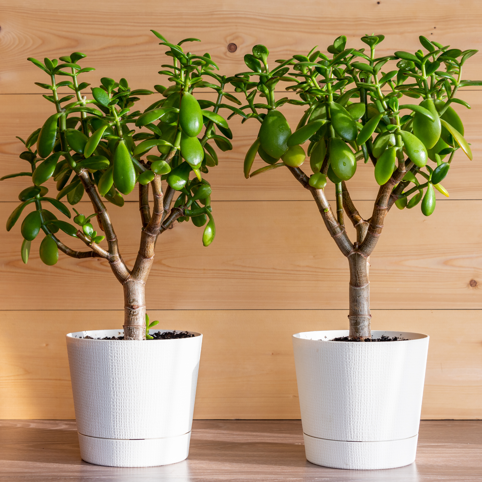 5 loại cây thường được trồng để “cầu may” - Ảnh 4.