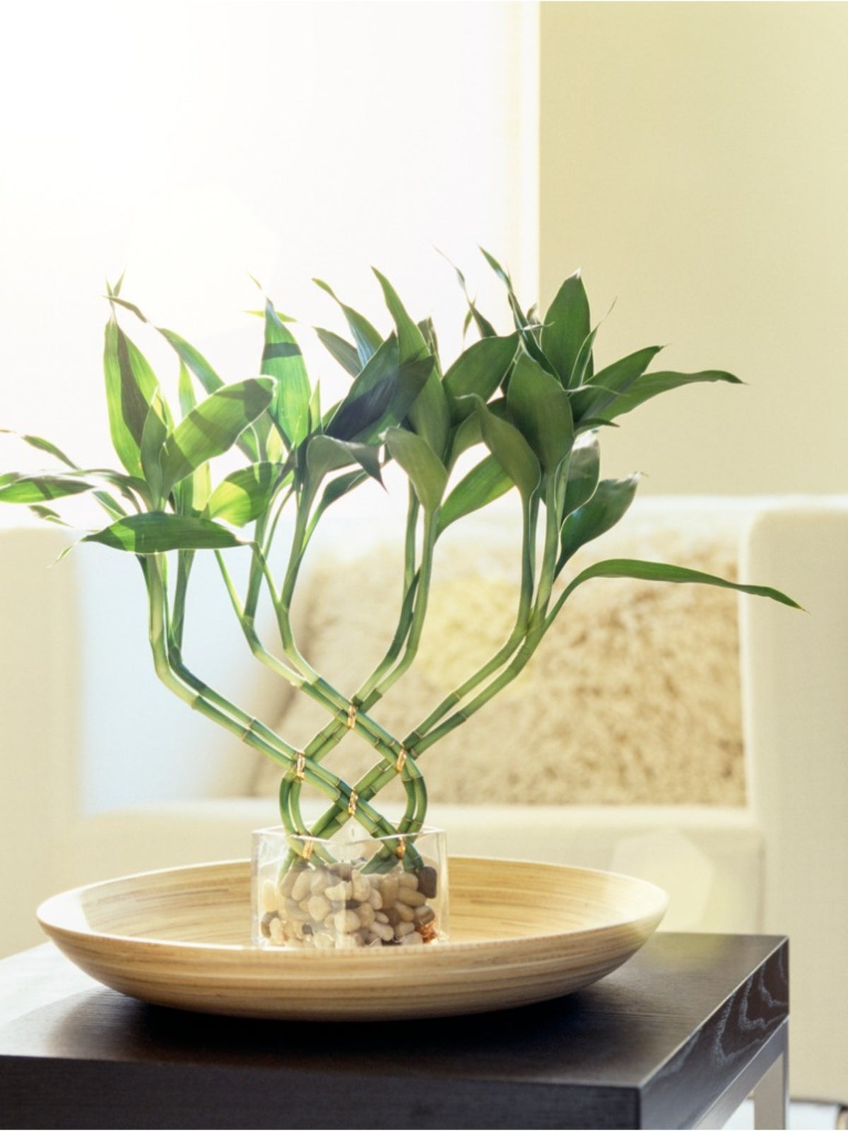 5 loại cây thường được trồng để “cầu may” - Ảnh 1.