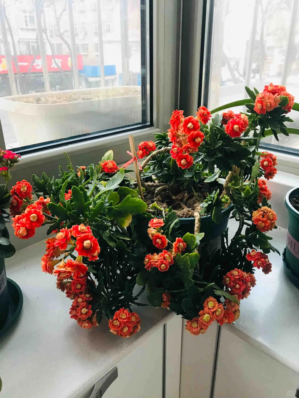Cây hoa trường thọ mẹ trồng 5 năm bất ngờ nở rộ, dân mạng nhìn dáng cây liền muốn mua thêm một chậu- Ảnh 3.