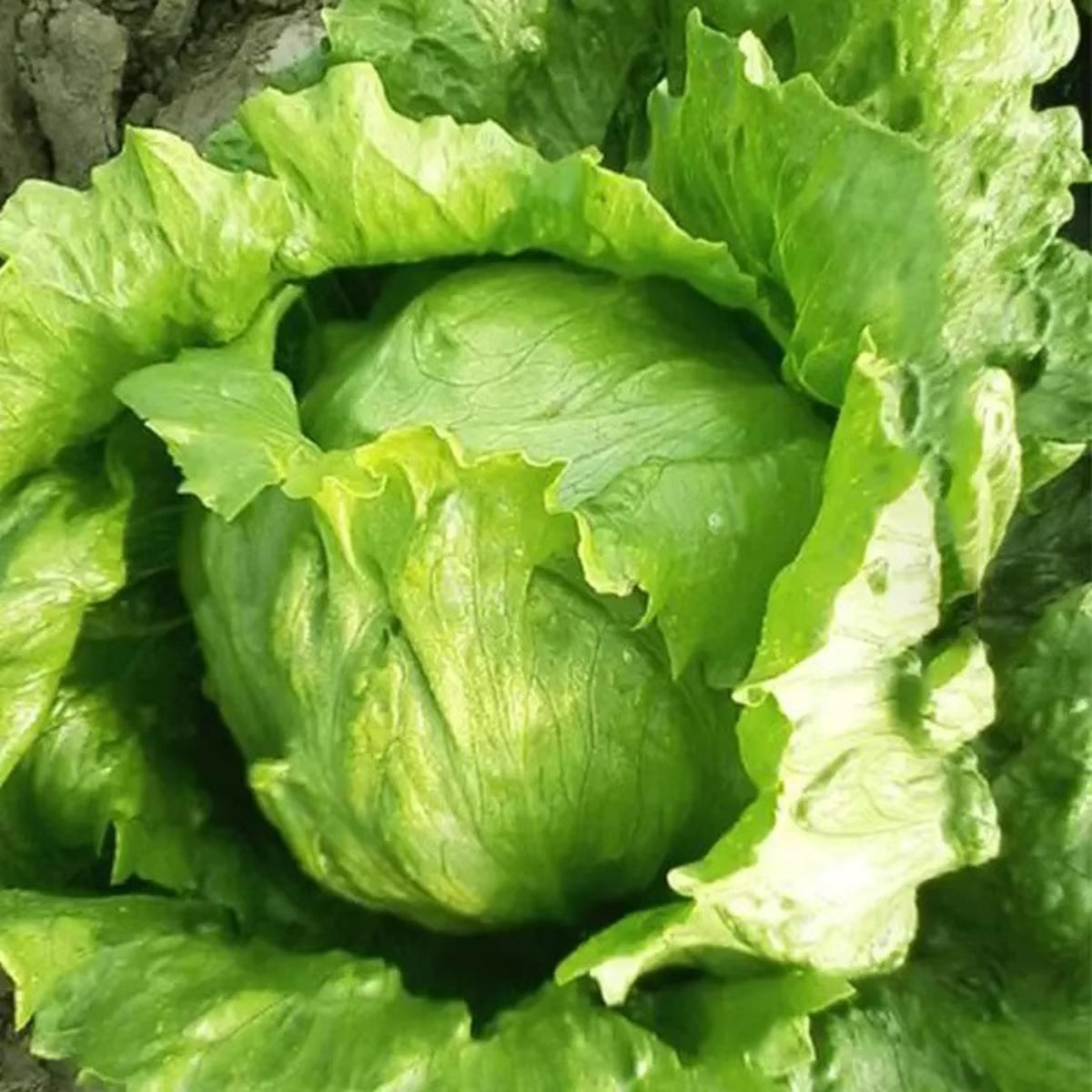 Mỹ đánh giá rau "tốt bậc nhất thế giới", người Việt ăn suốt mà không hay - Ảnh 1.