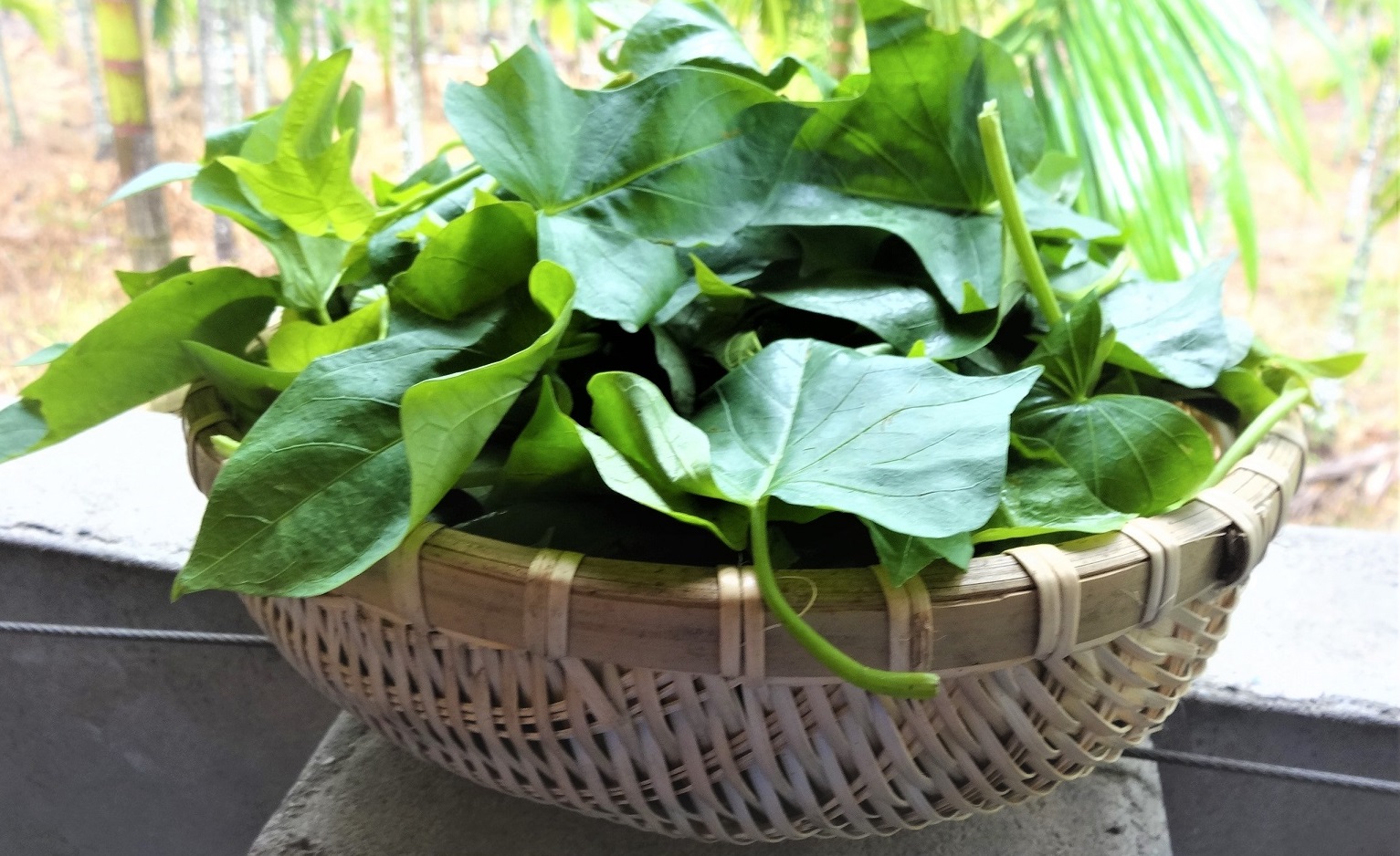 Loại rau bình dân được ví như “vua rau”: Nơi bạn du lịch mà có thì nên ăn vì giàu chất xơ, hỗ trợ tiêu hóa - Ảnh 4.
