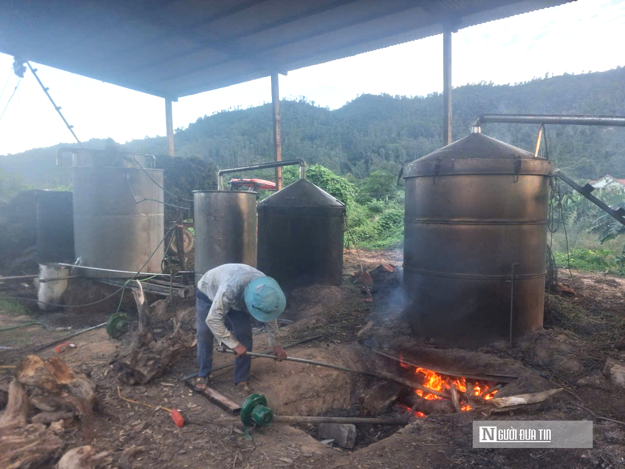 Loài cây tinh dầu "cắt xong lại mọc" giúp nông dân bội thu- Ảnh 4.