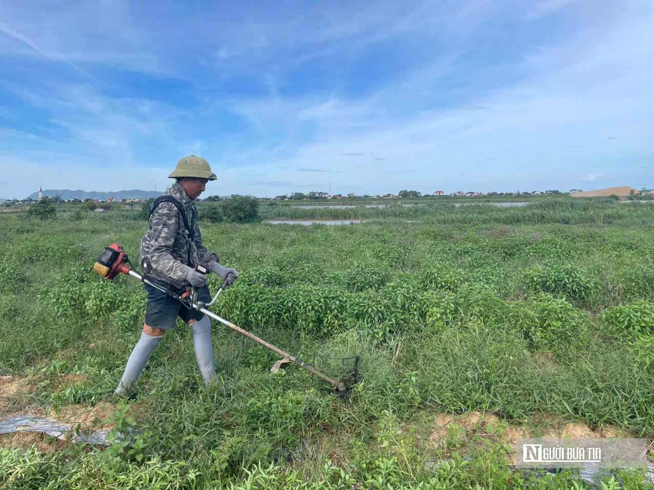Loài cây tinh dầu "cắt xong lại mọc" giúp nông dân bội thu- Ảnh 3.