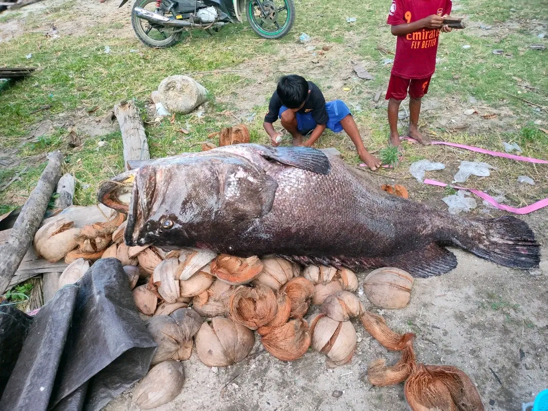 3 cậu bé bắt được con cá mú khổng lồ nặng 150kg trên biển - Ảnh 2.
