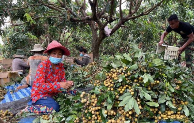 Trồng loại quả nổi tiếng của Việt Nam, anh nông dân tại Bangladesh trúng lớn: Giá bán hơn 200.000 đồng/kg, mỗi năm thu hoạch 2 vụ - Ảnh 1.