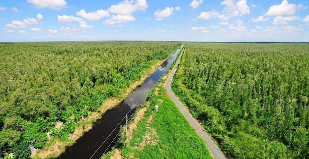Việt Nam có khu rừng thuộc dạng hiếm bậc nhất thế giới, chia đôi bởi 1 dòng sông, 3 tổ chức cùng vinh danh- Ảnh 1.