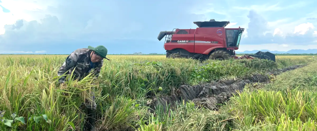 Nhờ Việt Nam, Cuba vừa gặt lúa với năng suất chưa từng có: Vượt cả tỉnh dẫn đầu cả nước - Ảnh 4.