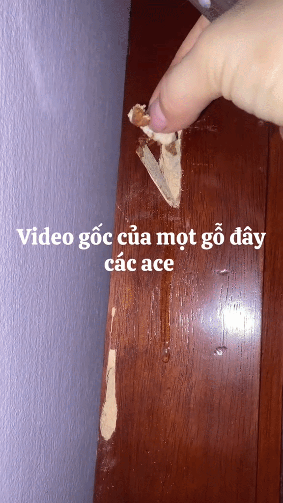 Pha bắt mọt gỗ đỉnh cao giúp dân tình được khai sáng: Hoá ra sinh vật này có hình thù không như chúng ta tưởng - Ảnh 1.