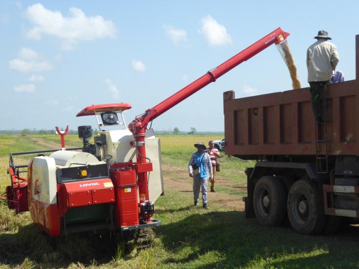 Nhờ Việt Nam, Cuba vừa gặt lúa với năng suất chưa từng có: Vượt cả tỉnh dẫn đầu cả nước - Ảnh 5.
