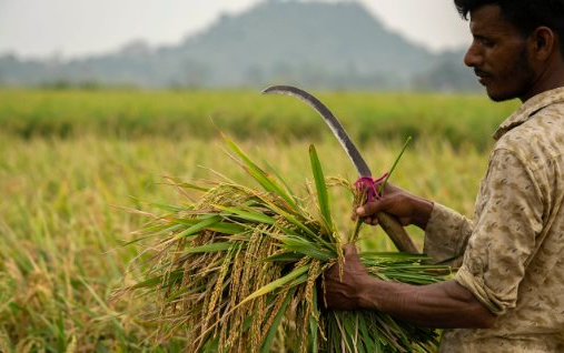 Tin vui đến với Việt Nam, Thái Lan: Một ông trùm nhập khẩu gạo vừa tuyên bố sẽ không ban hành lệnh cấm nhập khẩu  - Ảnh 1.
