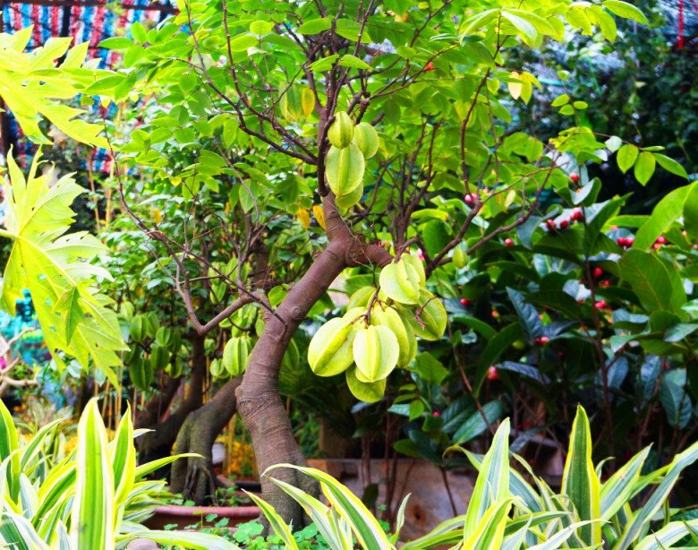 5 lý do nhiều gia đình chọn trồng khế trước nhà, không phải ai cũng biết- Ảnh 1.