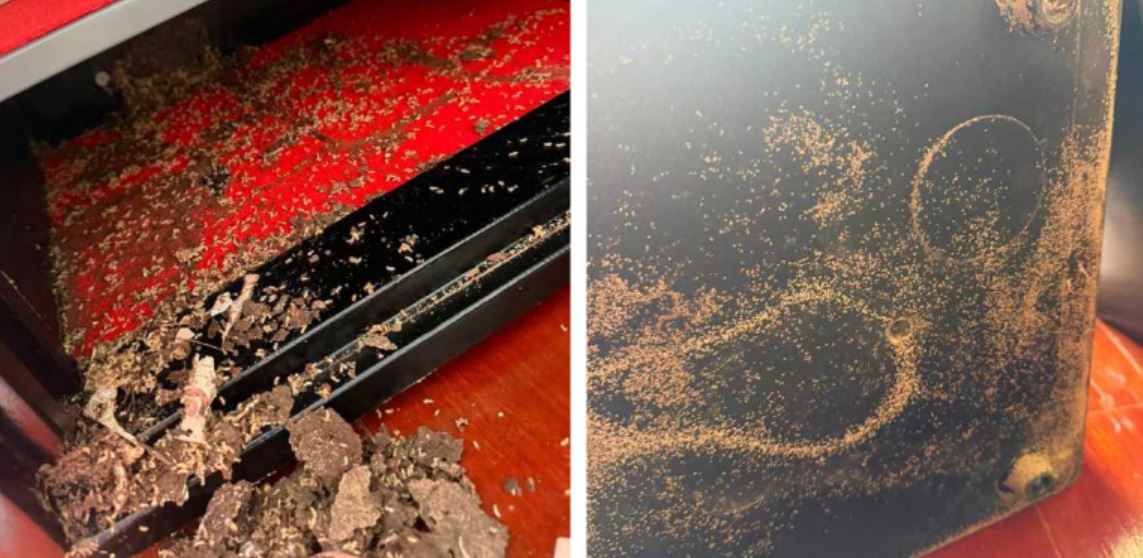 Cất tiền trong két sắt, người phụ nữ "suýt ngất" trước cảnh tượng đáng sợ bên trong- Ảnh 1.
