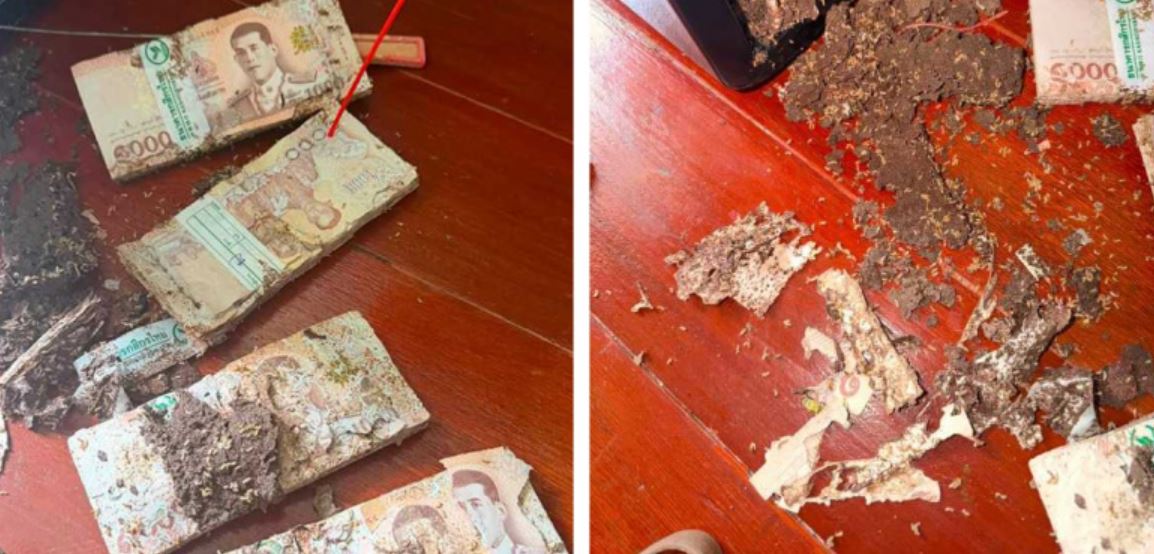 Cất tiền trong két sắt, người phụ nữ "suýt ngất" trước cảnh tượng đáng sợ bên trong- Ảnh 2.