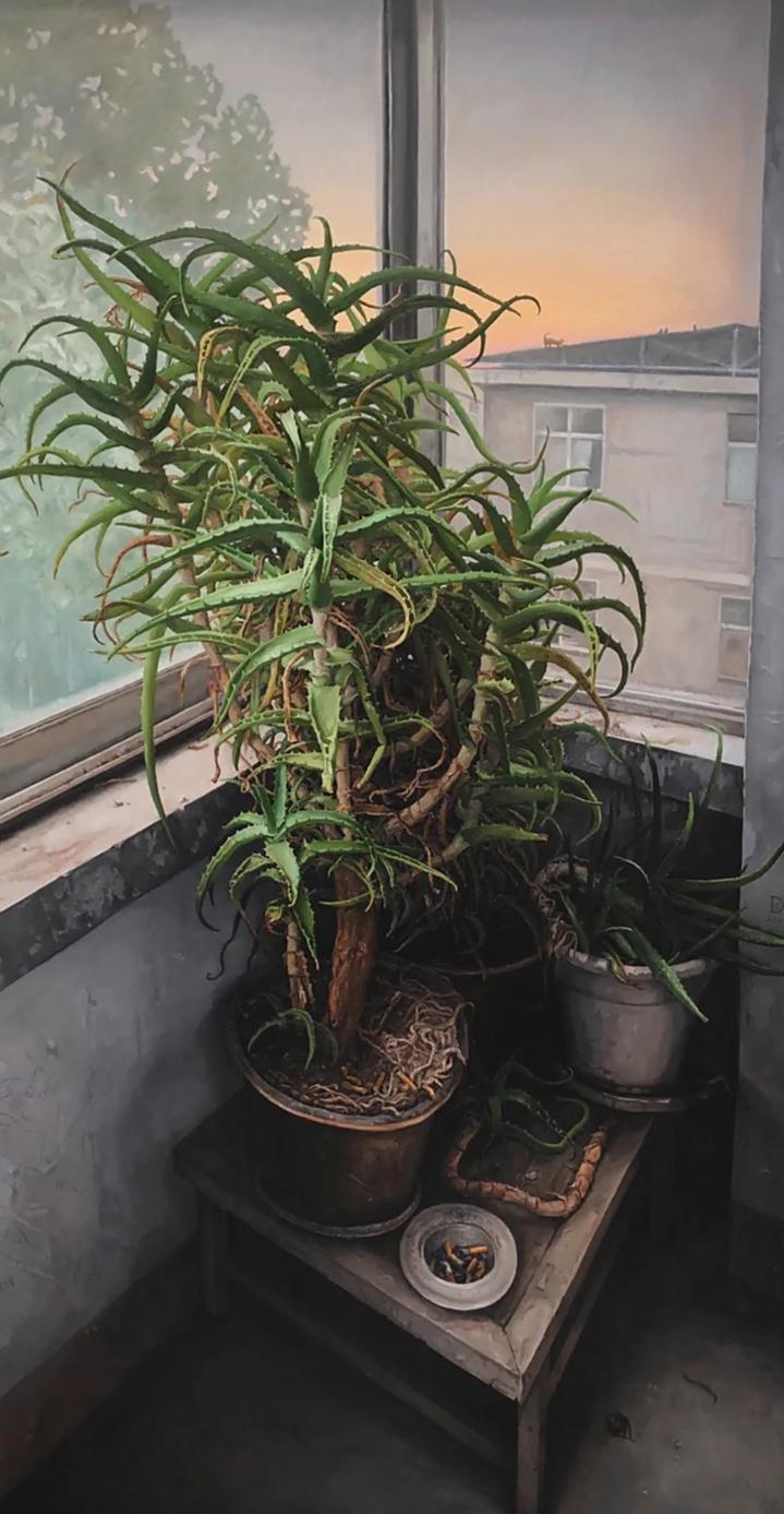 Cây nha đam 28 năm tuổi héo khô suốt 2 năm bỗng bật chồi, cách xử lý của người bà khiến dân mạng nể phục- Ảnh 1.