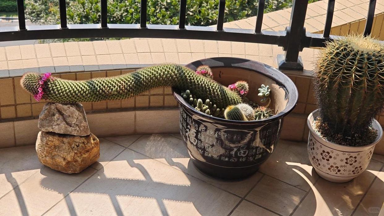 Cây xương rồng mẹ trồng 19 năm bất ngờ “nằm dài” khắp chậu, đến khi nở hoa ai cũng trầm trồ. - Ảnh 3.