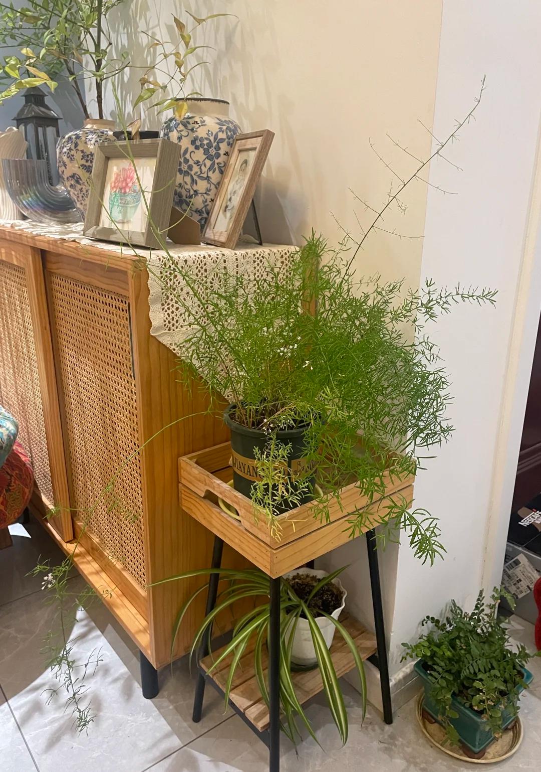 Người phụ nữ chỉ đặt một chậu cây 4 năm tuổi trong phòng khách, ai bước vào đều khen: “Nhìn thôi đã thấy thư thái”- Ảnh 5.