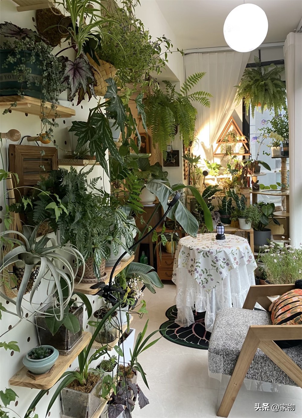 Ngôi nhà “ngập tràn cây xanh” của cô gái trẻ gây sốt: Gần 100 chậu cây phủ kín phòng khách và ban công, càng nhìn càng thấy thư thái - Ảnh 7.