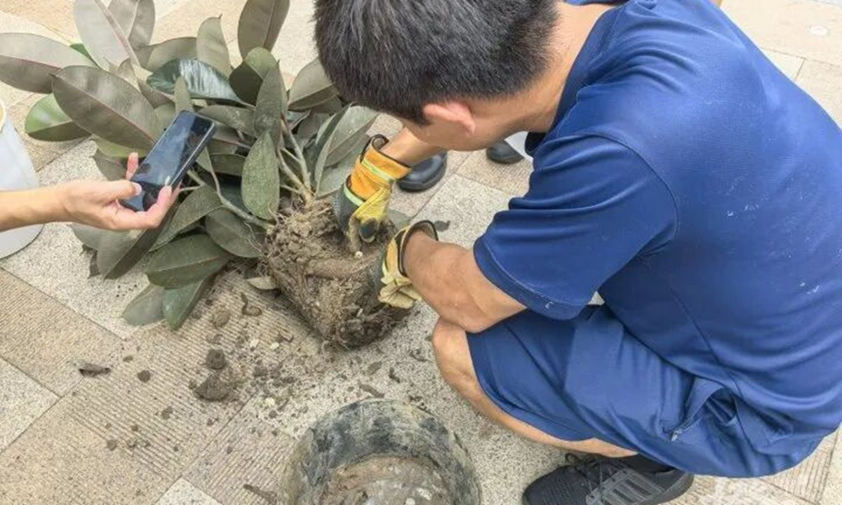 Mua chậu câu cảnh trên mạng với giá hơn 200.000 đồng, nhiều ngày sau chứng kiến cảnh tượng kinh hãi- Ảnh 1.