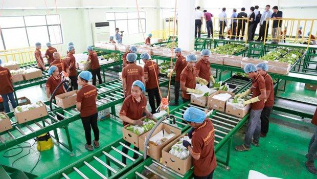 Trung Quốc gom mua gần hết một loại đặc sản, nhiều người dân Campuchia đổi đời, rủng rỉnh tiền mua đất- Ảnh 1.