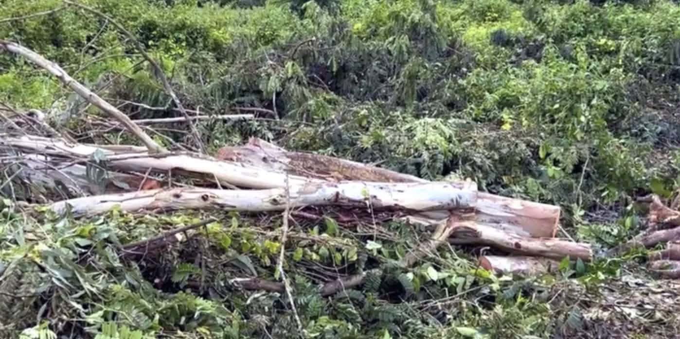 Người đàn ông 38 tuổi bị cây đè tử vong khi nhờ người đến cưa cây để dọn vườn, danh tính nạn nhân - Ảnh 1.