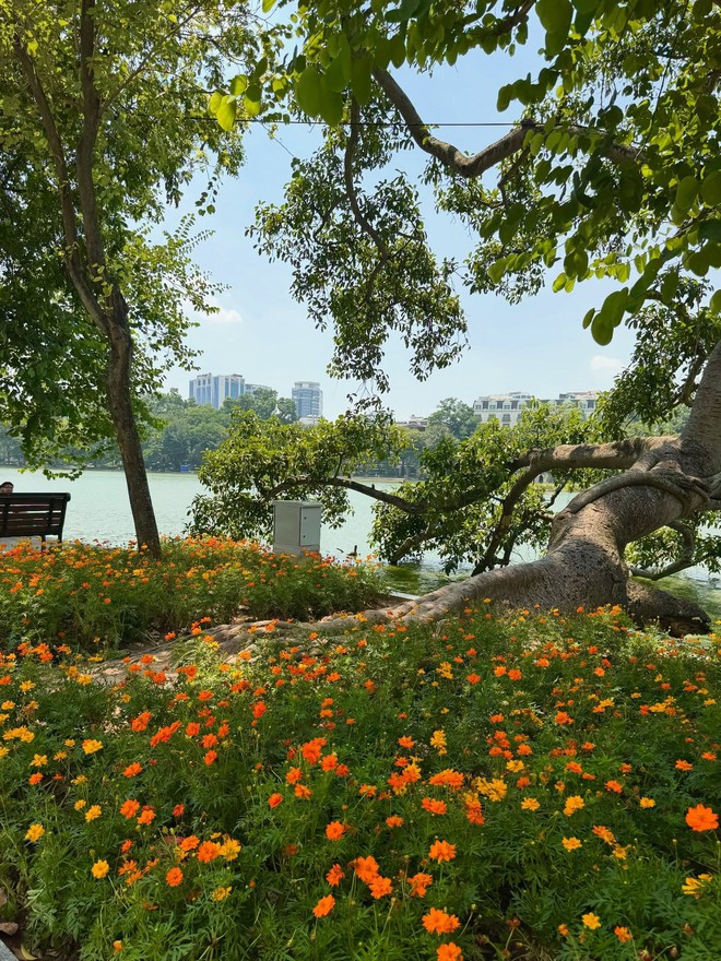 "Vạn vật đều thua Hà Nội mùa thu": Đợt gió lạnh đầu tiên vừa đi qua, phố đã kịp đổi màu- Ảnh 14.