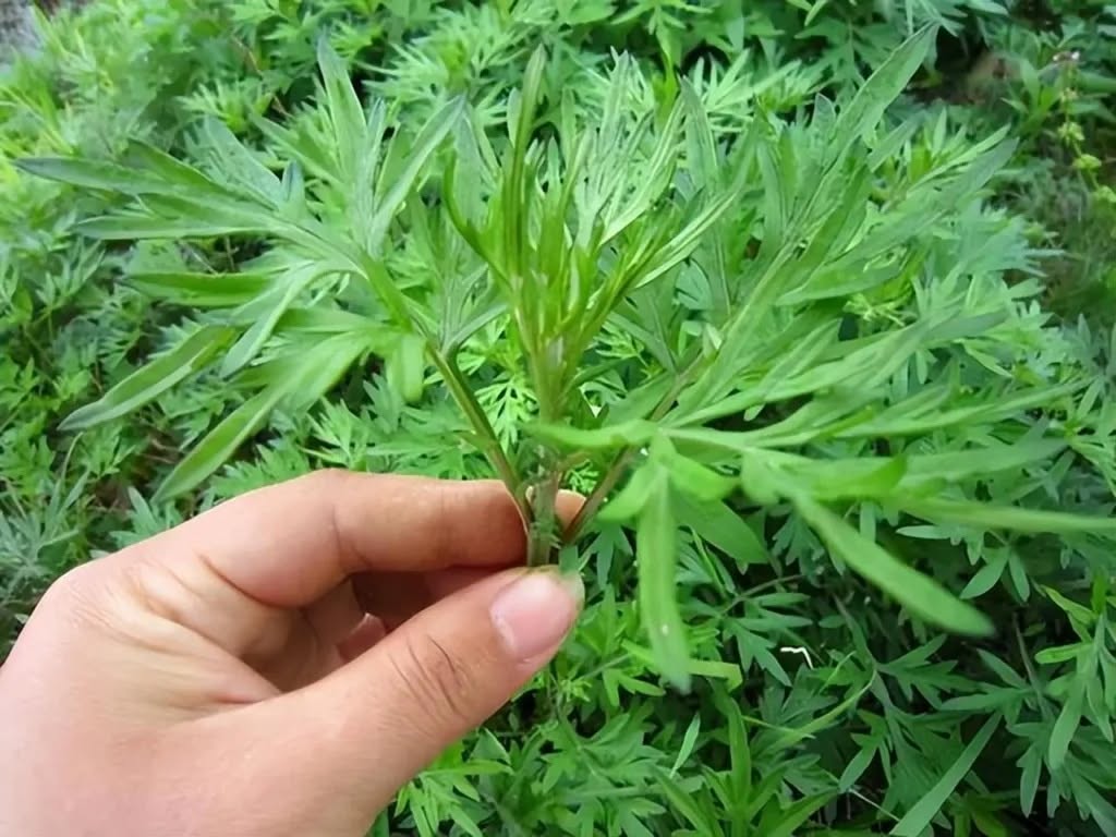 Lời khuyên dành cho tất cả các gia đình đang trồng và ăn cây ngải cứu- Ảnh 5.