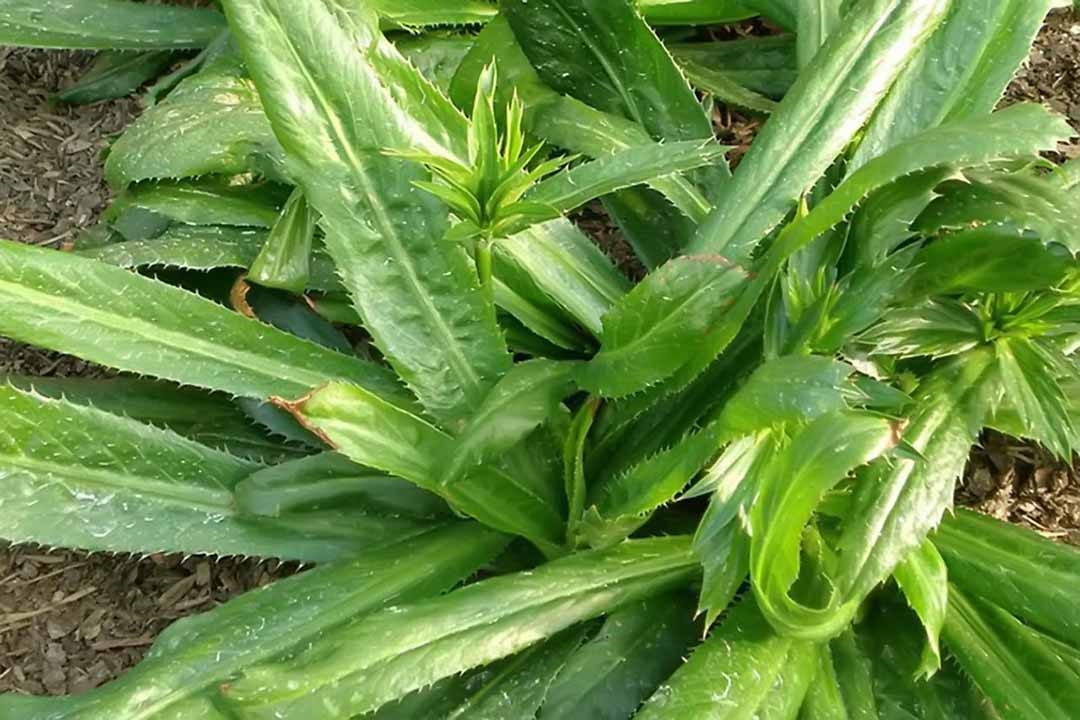 Lời khuyên đến tất cả các gia đình đang trồng cây mùi tàu- Ảnh 1.